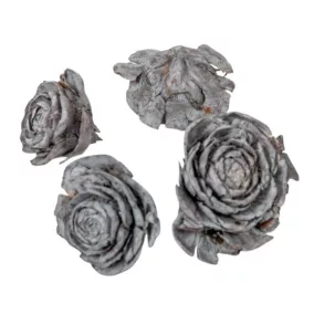   Szárított cédrusrózsa, matt szürke – 3–5 cm, 4 db/csomag