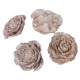 Szárított cédrusrózsa, fehér, dérhatású – 3–5 cm, 4 db/csomag