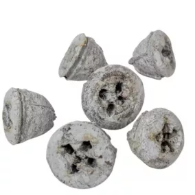   Dekoratív eukaliptusz gombok, világos szürke – 1,5–2,5 cm, 8 db