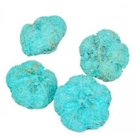 Mini díszfokhagyma – akvamarin (2–3 cm, 5 db/csomag)