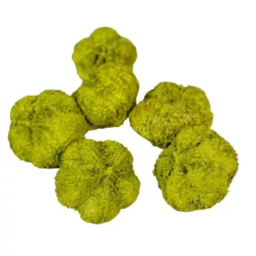 Mini díszfokhagyma – olíva (2–3 cm, 5 db/csomag)