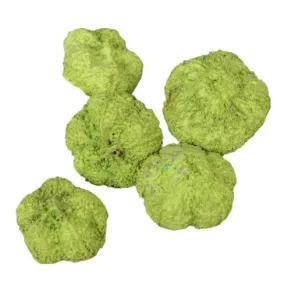    389 Dekoratív mini fokhagyma – világoszöld (2–3 cm, 5 db/csomag)