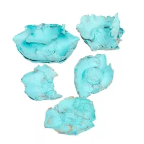 Szárított kókuszvirág – Aqua 4-6 cm 3 db