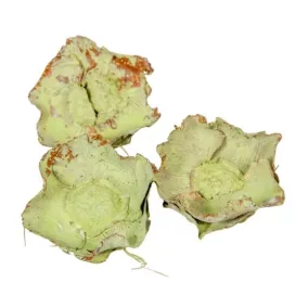 Szárított kókuszvirág – Világoszöld 4-6 cm  3 db