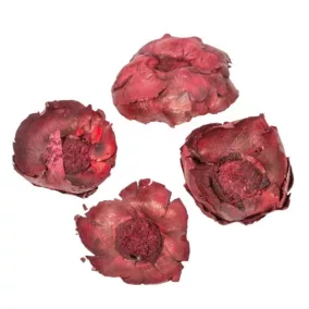 Szárított kókuszvirág – Burgundy 4-6 cm  3 db