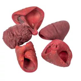 Lali Szárított dísz 2-4 cm– Bordó 10 db