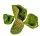 "Lali" díszes szárított 2-4 cm - zöld 10 db