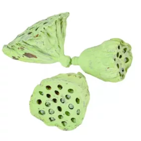 Kis lotus– világoszöld (4–6 cm, 3 db/csomag)