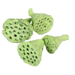   Dekoratív mini lótusz – világoszöld (1,5–3 cm, 5 db/csomag) 