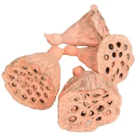   Mini díszlótusz – terrakotta színű (1,5–3 cm, 5 db/csomag)