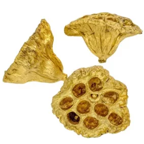 Dekoratív lótusz – Arany (5–8 cm, 2 db/csomag)