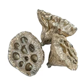   Dekoratív lótusz – pezsgő színű (4–5 cm, 3 db/csomag)