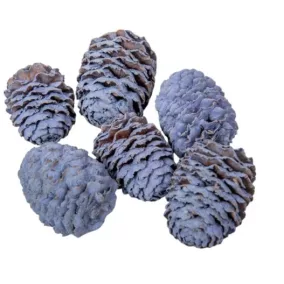   Meridianum mini szárított toboz – vintage kék (2-3 cm, 5 db/csomag)