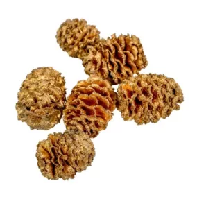   Meridianum mini szárított toboz – pezsgő színű (2-3  cm, 5 db/csomag)