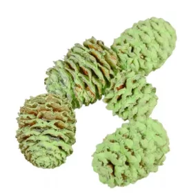   Meridianum mini szárított toboz – világoszöld (1–2,5 cm, 5 db/csomag)