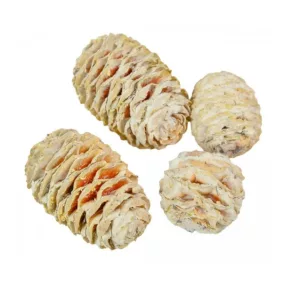   "Sabulosum" mini szárított toboz – fehér (3-5  cm, 3 db)