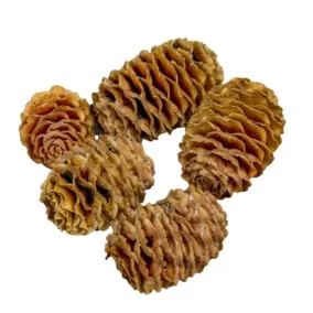   Mini szárított Sabulosum toboz – natúr (3-5 cm, 3 db/csomag)