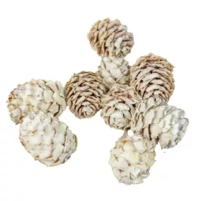   Salignum mini szárított toboz – fehér (1–2,5 cm, 5 db/csomag)