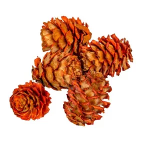   "Salignum" mini szárított toboz– narancssárga (1–2,5 cm, 5 db/csomag)