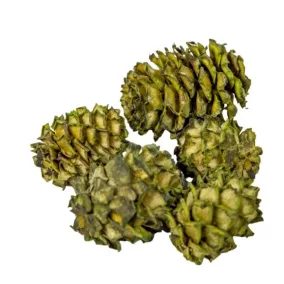   Salignum mini szárított toboz – zöld (1–2,5 cm, 5 db/csomag)