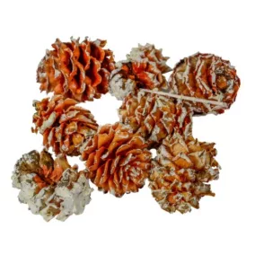   "Salignum" mini szárított toboz– fehér, havas hatású (1–2,5 cm, 5 db/csomag)