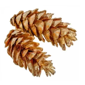   "Strabus" szárított toboz– pezsgő színű (10–18 cm, 1 db)