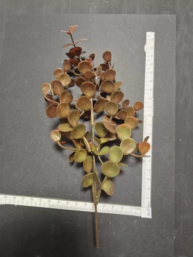 Dekoratív műág 20 cm - bordó lombozat virágdíszekhez