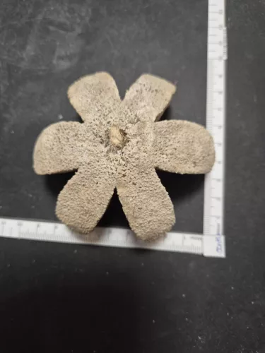 Szárított vadnarancs okker színű 4-8 cm