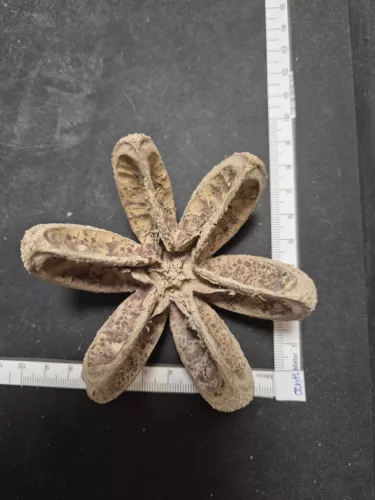 Szárított vadnarancs, 4–7 cm, 2 darab természetes díszítő elem