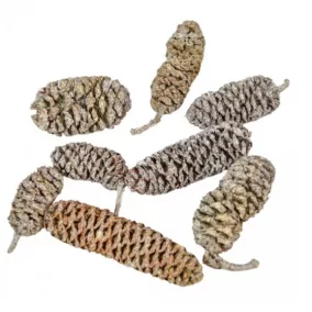   Szárított dísztobozok "Indian Éger" - 2–4 cm, 20 darab, matt fehér