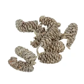   Szárított indiai égerfa toboz– pezsgőszínű, 2–4 cm, 20 darab