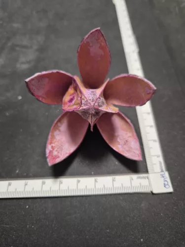 "Wild Lili" rózsaszín szárított virág – 5–8 cm 1 db | természetes virágdísz