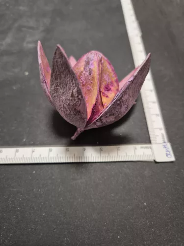 "Wild Lili" rózsaszín szárított virág – 5–8 cm 1 db | természetes virágdísz