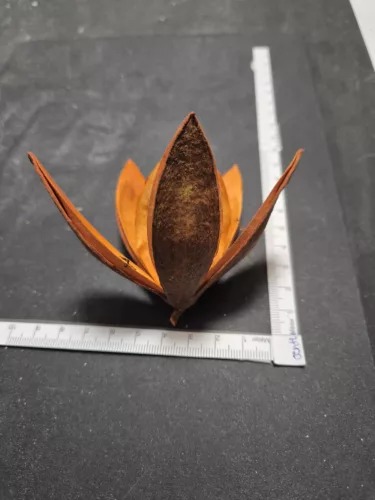 "Wild Lili" narancssárga szárított virág – 5–8 cm 1 db | élénk díszítőelem