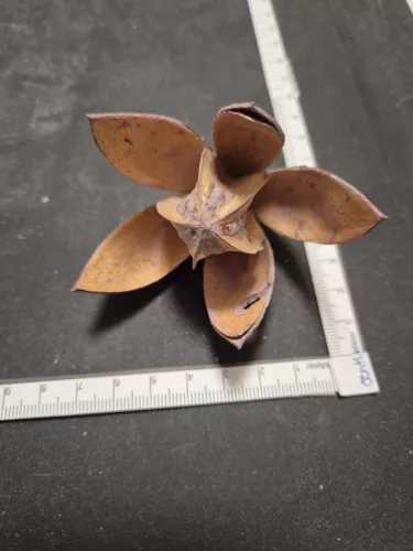 "Wild Lili" szárított virág halványzöld – 5–8 cm 1 db | természetes dekoráció virágkompozíciókhoz