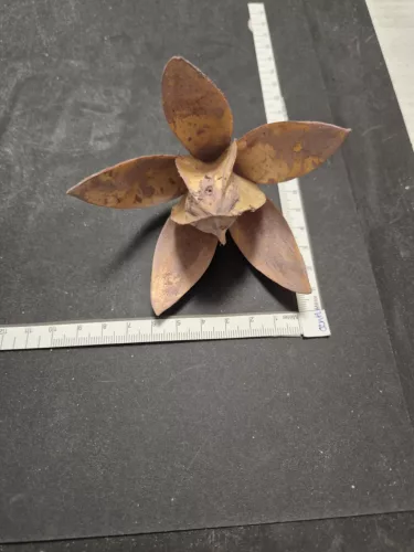 "Wild Lili" szárított virág halványzöld – 5–8 cm 1 db | természetes dekoráció virágkompozíciókhoz