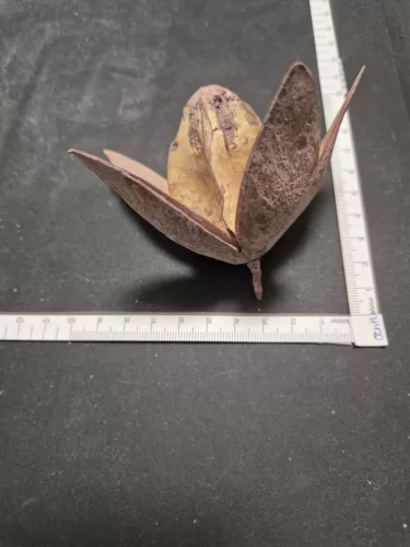 "Wild Lili" szárított virág halványzöld – 5–8 cm 1 db | természetes dekoráció virágkompozíciókhoz