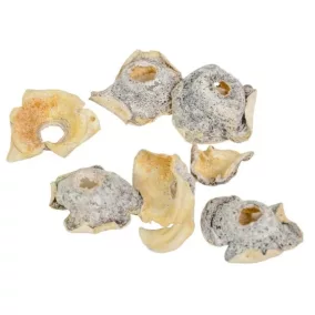   "Zem" dekoratív szürke - szárított növényi elem dekorációhoz, 20 db/csomag