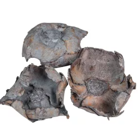   Szürke szárított pálmavirág – Dekoratív pálmavirág 8–9 cm | 1 db